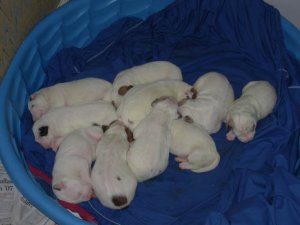 sumbupdatepups1.jpg