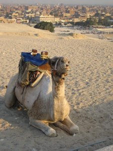 camel.JPG