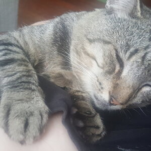 tibby.jpg