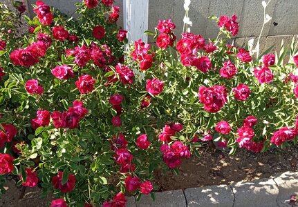IMG_20240513_165535657.jpg