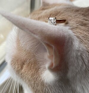 IMG_4480.jpeg