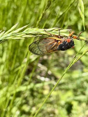 IMG_1928.jpeg