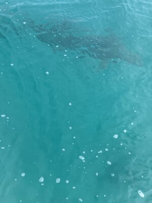 IMG_4433.jpeg