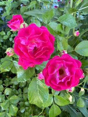 7B81CD64-E11D-4E52-A492-27DD92AE1E39.jpeg