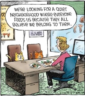 catswantingfood.jpg