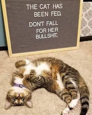 CAT FED.jpg