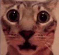 1726781856434.jpeg