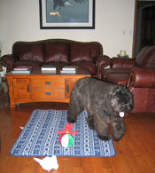 Dogsmall.jpg