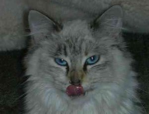 Picture 189pikercat1.jpg
