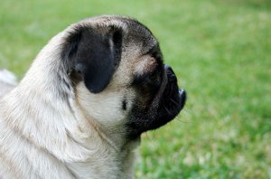 pugprofile.jpg