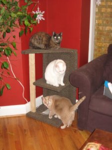 New cat tree-0.jpg