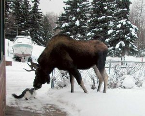 playing cat and moose.jpg