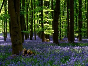 bluebell wood.jpg