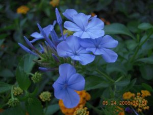 xDSCN0459.jpg