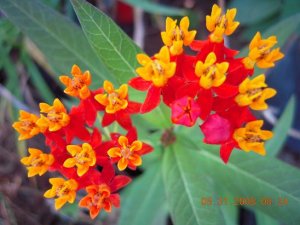 xDSCN0518.jpg