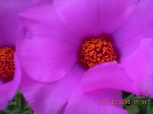 xDSCN0567.jpg