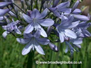 blue agapanthus1.jpg