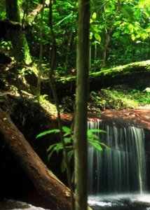 amazon jungle.jpg