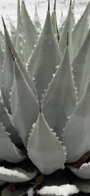 agave.JPEG