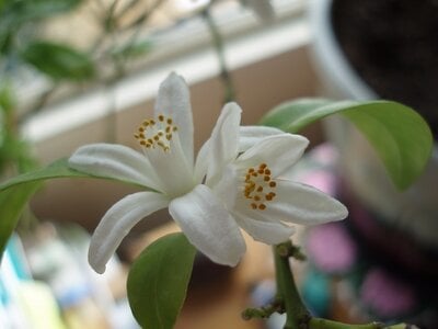 Calamansi blossom forum.jpeg