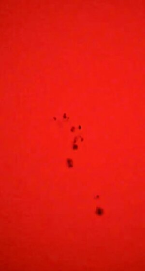 Sunspot Feb 23.jpg