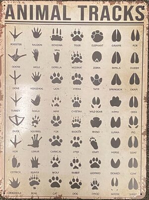 animall footprints.jpg