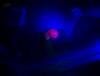 possum-fluor-000000007.jpg