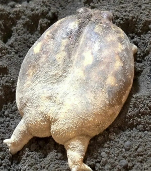 frogbutt.png