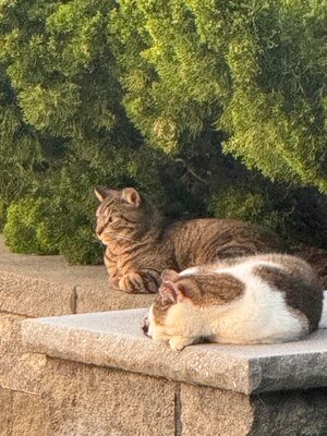 IMG_2110.jpeg