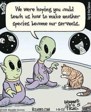 servingcats.jpeg