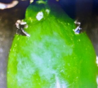 IMG_1085.jpeg