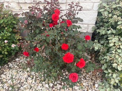 IMG_0059.jpeg
