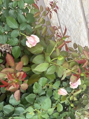 IMG_0058.jpeg
