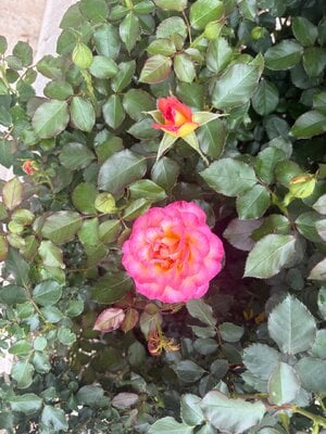 IMG_0057.jpeg