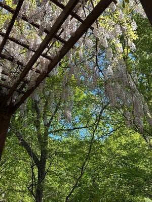 IMG_2169.jpeg