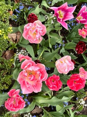 IMG_2822.jpeg