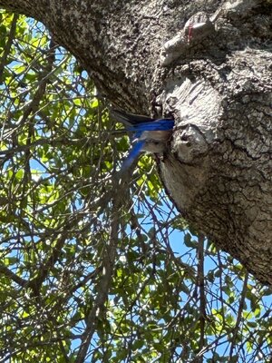 IMG_7953.jpeg