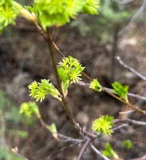 IMG_7989.jpeg