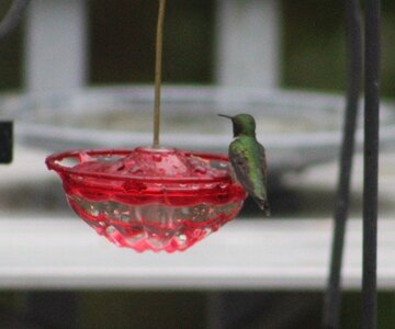 IMG_2583.JPG