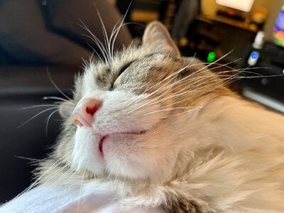 IMG_3538.jpeg