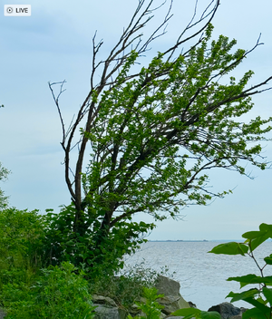 tree2025.png