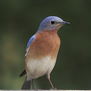 IMG_8336.JPG