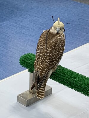 IMG_6005.jpeg