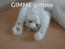 1748612431234.gif