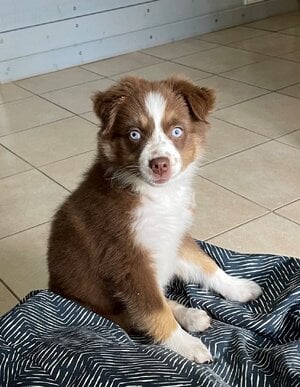 bunny pup.jpg
