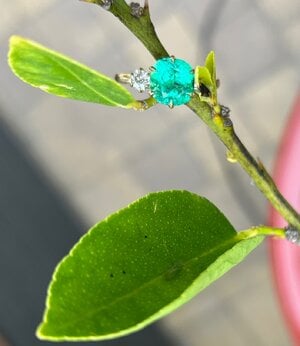 IMG_4028.jpeg