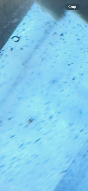 IMG_1185.png