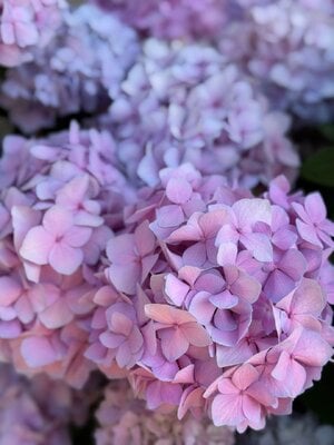 IMG_2416.jpeg