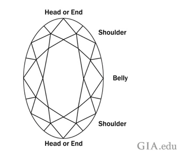 oval anatomy.png