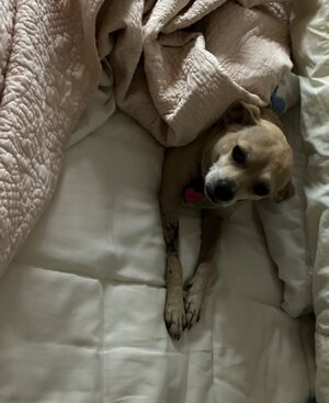 IMG_2683.jpeg